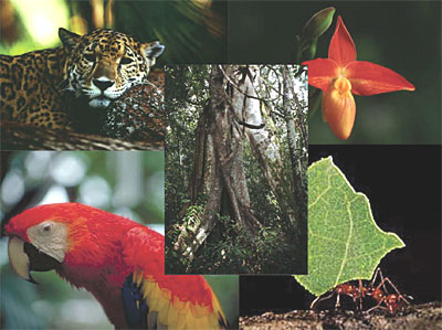 Biodiversity Rainforests - The living things in the rain Forest