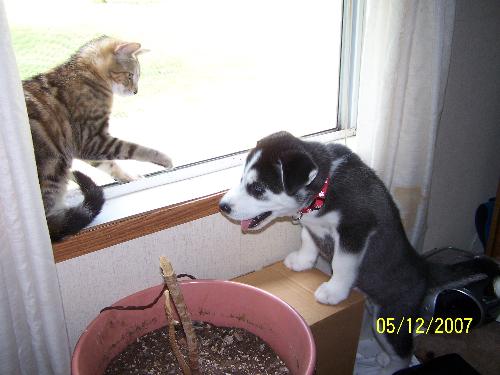 my dog and cat - My Cat Button and Dog LIL BIT
