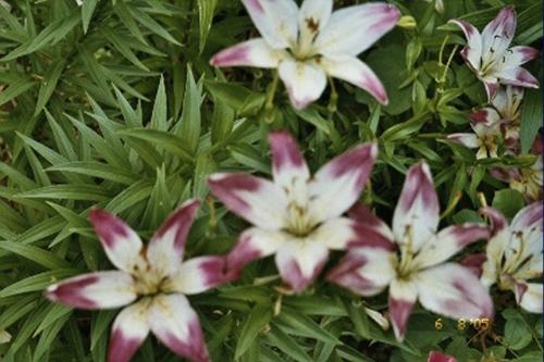 Pink & White Lilies - These are some of the lilies that I grew in my garden. I also had red, white and yellow Asiatic lilies. This particular lily was only about three feet tall but bloomed profusely.