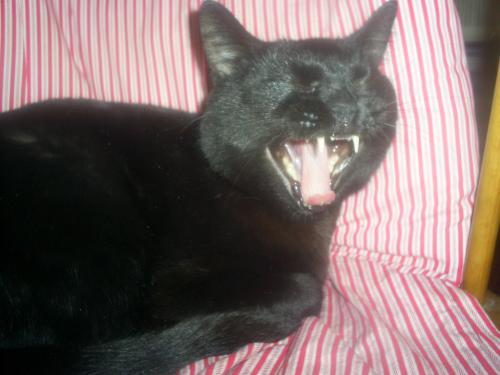 Yawning cat - This is snowball yawning and it took my daughter many months to capture this on camera..