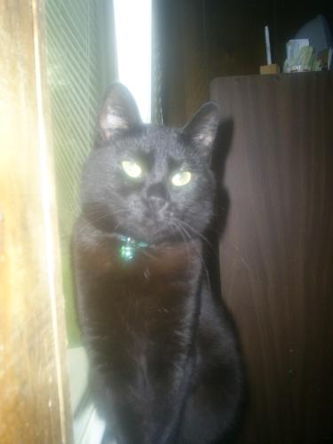 Black Cat - This is snowball again. She is a beautiful cat.