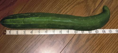 Monster Cuke - 15 inches long & 7 inches around