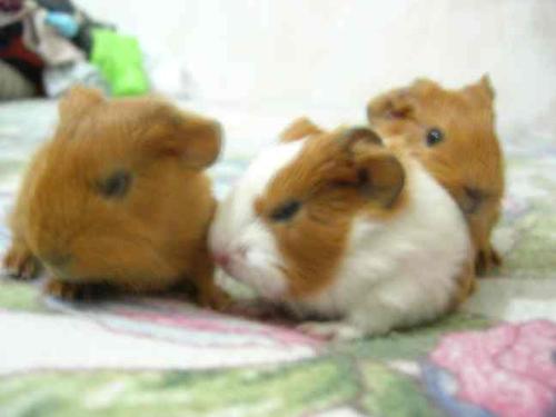 daddy gp - that's my favorite, and he's the most affectionate... my dad call it Popo...