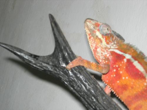 Panther Chameleon - a close-up on my chameleon