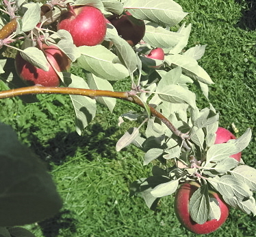 Plentiful Harvest - Drooping branches due to the amount of apples