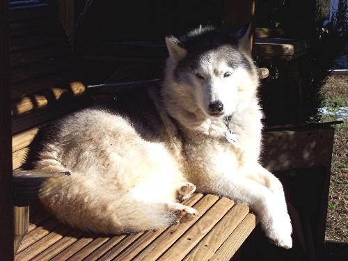 My husky Jewel - This is my pretty girl, Jewel.