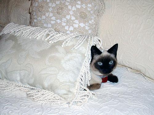 My cat Kishy - My siamese mix cat.