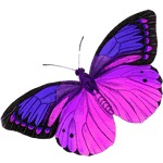 Butterfly - Lovely