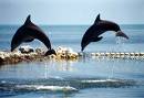 dolphin - have a game with dolphins ...  get tired go to nearest dolphin place & get play with them.
