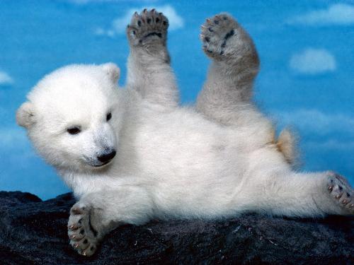 Polar bear cute cub - He is just lovely and so naturally I like to put here. Sent by a friend and i am sending here to share with all of you!