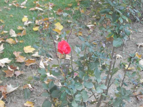 a rose - Is it a beutiful rose?