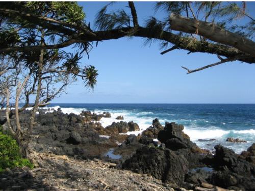 Tree Land Corals and Sea - The basics of nature and life! That's why this picture is posted here!