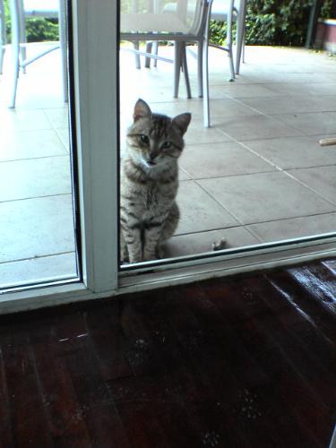 Spare cat - This is Spare cat a local stray that stops by for food, and plays with my cats