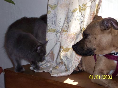 Pitbull and cat - This is a picture of my sweet baby pitbull-mix Roofie, and her (our) cat Smokey.