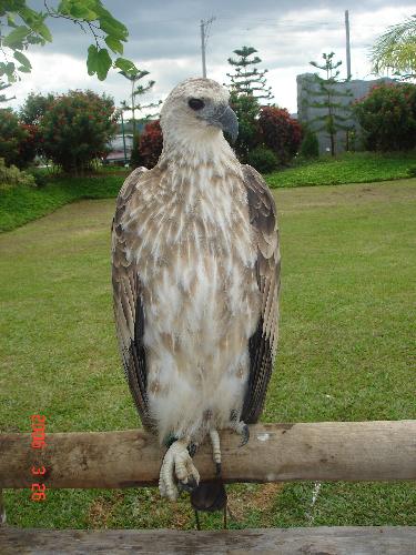 Philippine eagle - The legendary Philippine eagle sitting on a fence in Davao City, Philippines