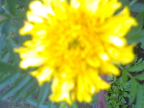 flower - yellow marigold flower with white spots