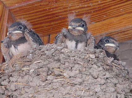 baby birds in nest - baby birds
