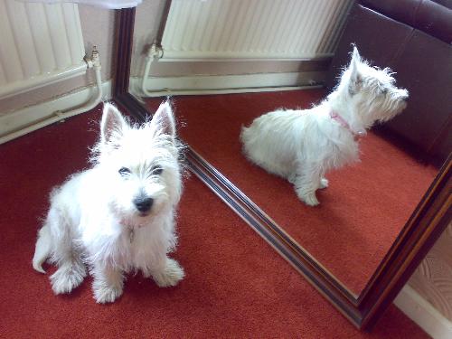 Anastasia the West Highland Terrier! - This is one of our dogs, Anastasia (Ana)