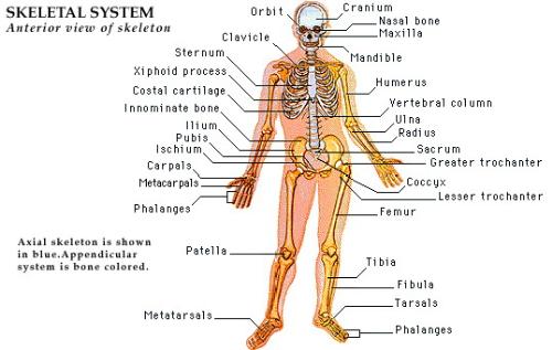 Skeletal System - Anterior view of Human Skeleton.