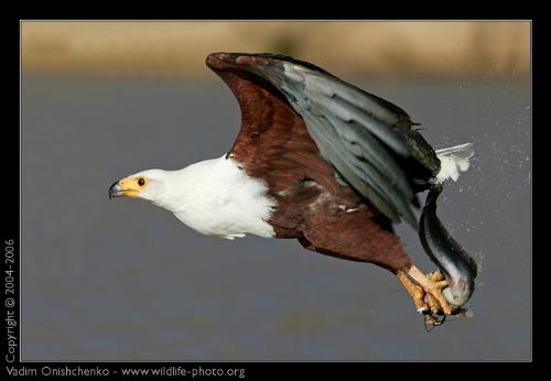 Fly High - Eagle flying high to new height