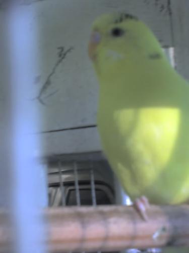 Ken - Our beloved pet