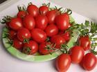 tomato - tomatoes