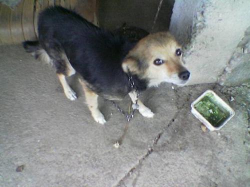 my dog - it calls jesika simson