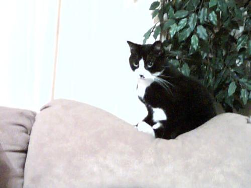 Peggy - This is peggy, she is my 3 legged cat.