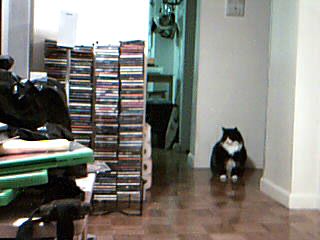 Wally - Since wally is a big boy, i had to take a far away picture of him so people can see how big he really is.