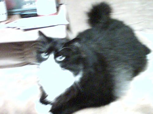 Wally upfront - This is a up close picture of wally. I know its not as good as it could be. Some how i think he is camera shy and well he keeps moving.