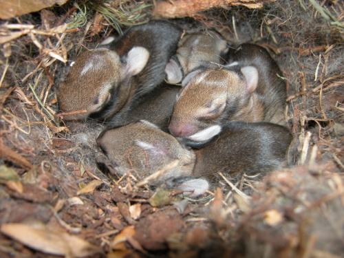 Newborn Bunnies - Bunny Nest with Newborn Baby Bunnies. 
