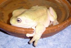 Pet - Pet