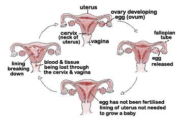how period comes? - this picture shows medical reasons for period