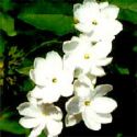 sampaguita flower - sampaguita flower, found in the philippines