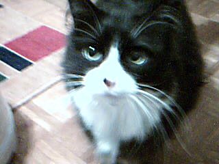 Wally - This is Rachel's other cat. Wally weighs in at 25lbs and is her favorite. He has all his legs hahahaa.