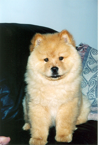 Chow mix - How can they think that it wouldn't get big? Chows and collies are not huge but they aren't small.