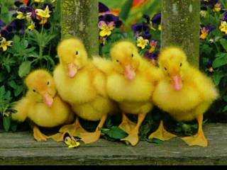 friendships - friendships that last a lifetime,