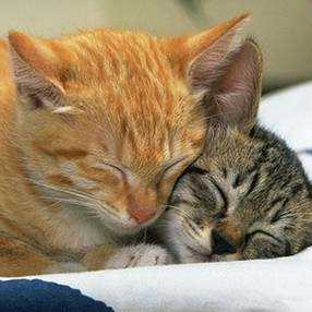 cats - sleeping cats.