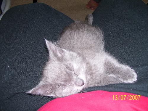 Baby Pepper - This is our new kitty, we got her on July 4th