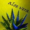 herbal medicines - aloe vera is one of the most sought after herbal medicines because of it proven health benefits.. Its full of fiber and also rich in vitamins and minerals which caused to do wonders with internal cleansing and healing of wounds.. 