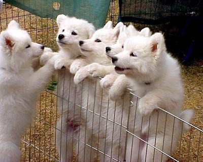 american eskimo - american eskimo in fence