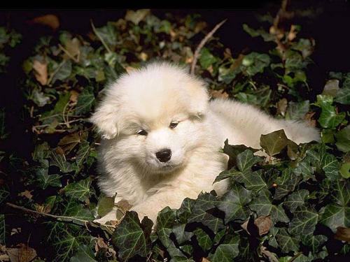 american eskimo - american eskimo on the leaves