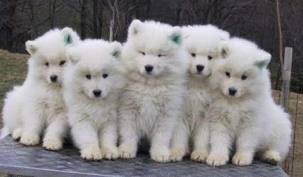 american eskimo - group picture!