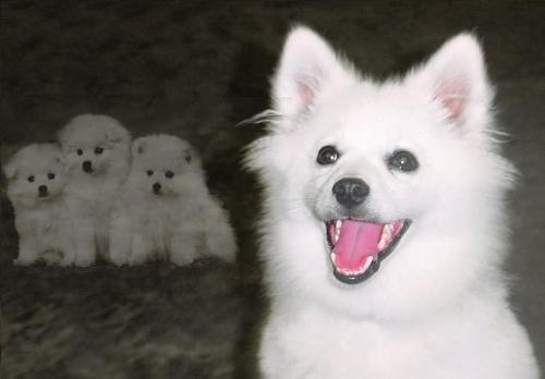 american eskimo - proud american eskimo
