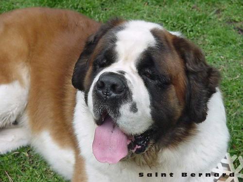 saint bernard - cute saint bernard