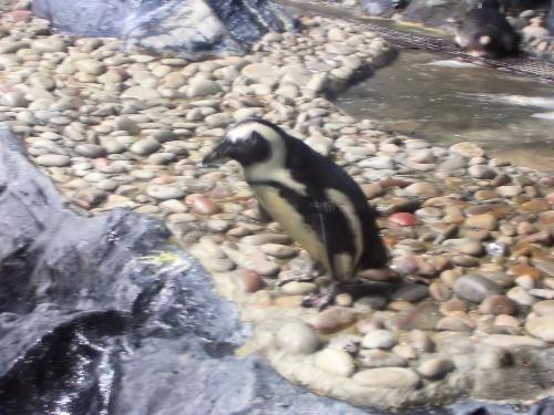 Penguin Jump - Jump penguin,penguin,langkawi