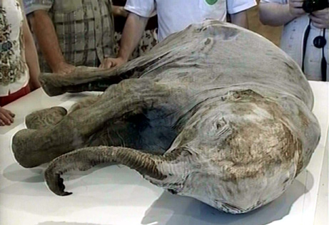 Mammoths - This mamoth calf was discovered in Russian Ice, it is believed to have dies 50,000 years ago but preserved in the ice! 