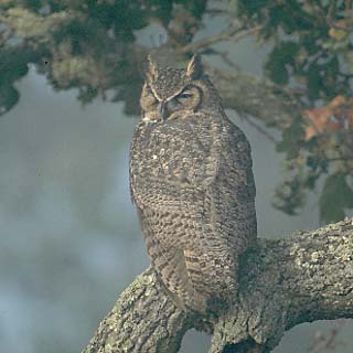 Owl - The eyes can penetrate darkness, seeing the most minute prey in the dark. It is a night bird of prey.