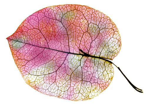 depth n colors - i luv dis leaf for its depth n colors it shows..the merging colors are so beautiful tht i soothes ur minds and ur eyes