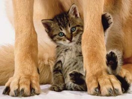 Survival for fittest? - This is a very unique photo because it has a cub of cat under an animal ... It is very interesting to assume but this is a good example of what i want to express by this posting!